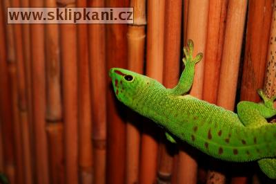 Phelsuma_madagascariensis grandis